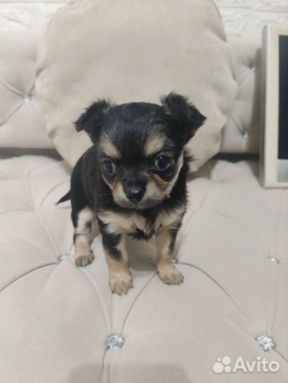 Чихуахуа девочки