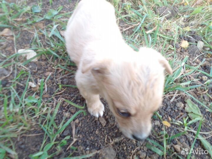 Щенки в добрые руки