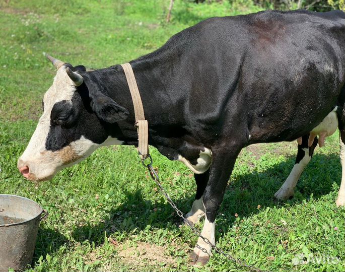 Корова дойная