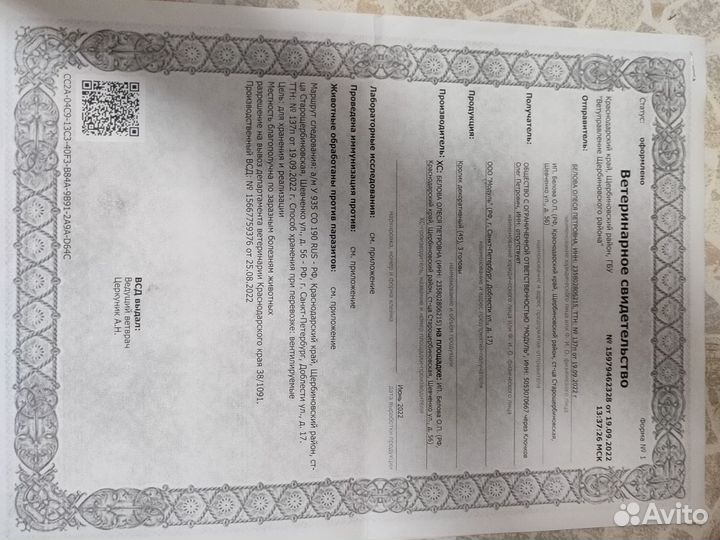 Декоративный кролик