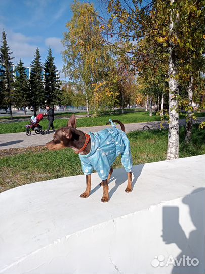 Русский той-терьер вязка