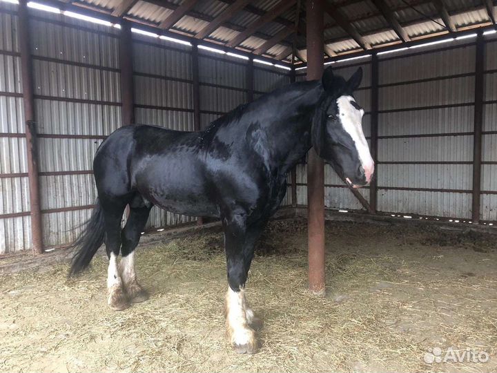 Владимирские тяжеловозы, импорт.упряжные породы