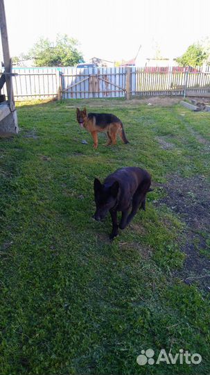 Щенки немецкой овчарки черные