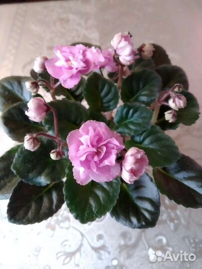 Фиалки сортовые