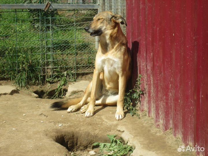 Собачка в добрые руки