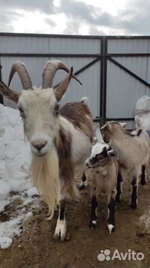 Коза дойная и дочка