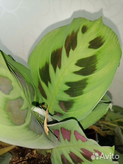 Маранта керховена