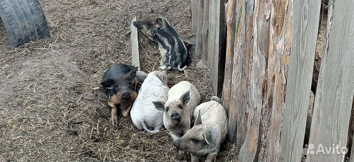 Поросята Венгерской Мангалицы