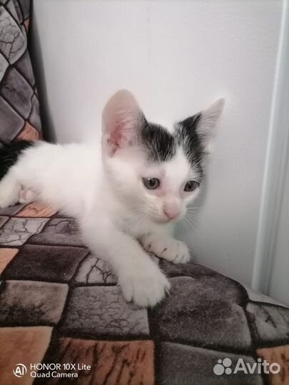 Котята в добрые руки бесплатно