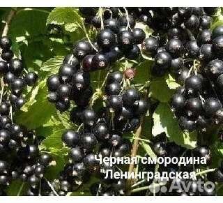 Саженцы плодовых