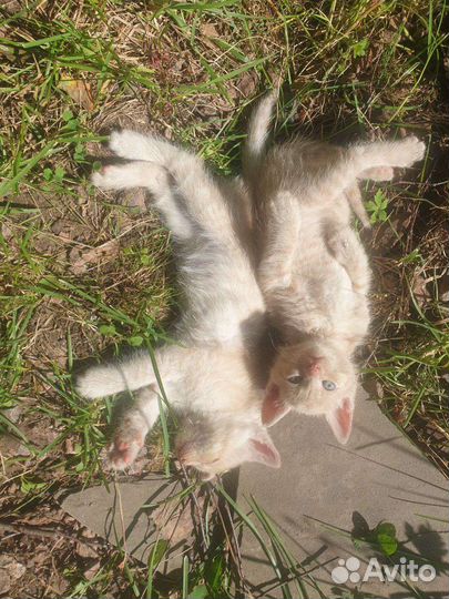 Котята отдам бесплатно