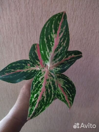 Аглаонема