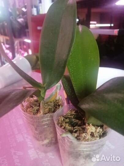 Орхидея фаленопсис