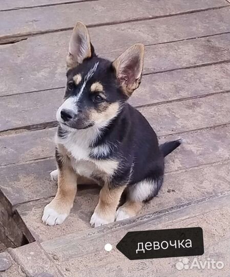 Собака в добрые руки отдам бесплатно