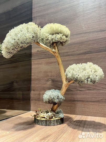Мини дерево. Бонсай