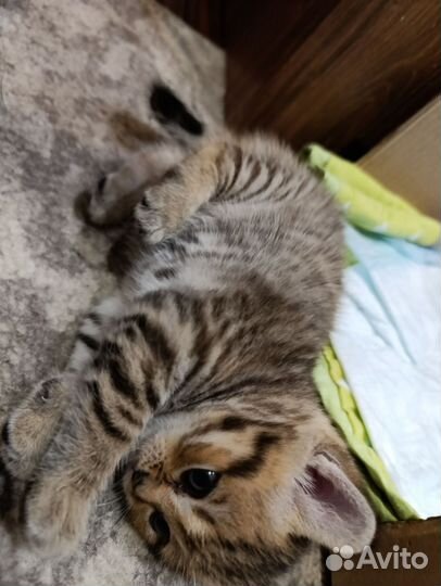 Шотландские котята