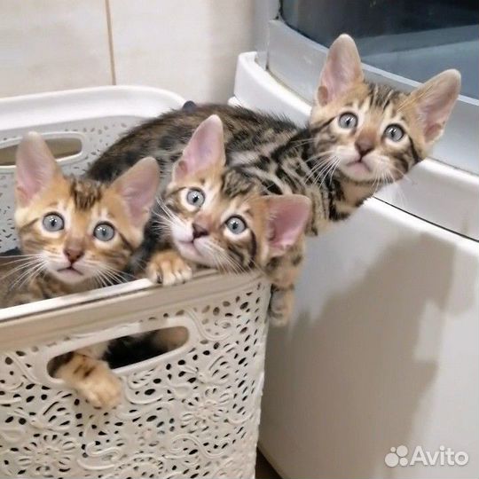 Бенгальские котята