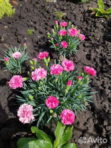 Растения для сада