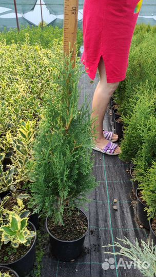 Саженцы хвойных и декоративных в контейнерах