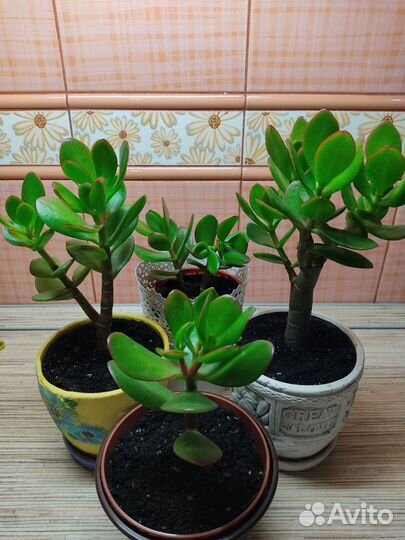 Крассула толстянка