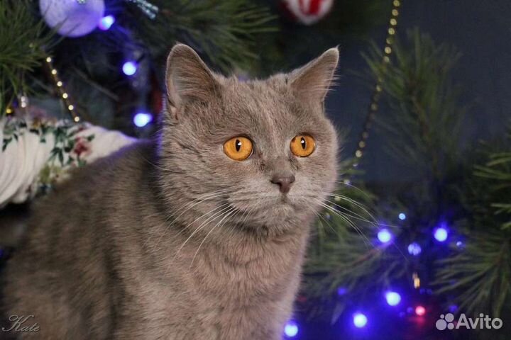 Эллада ищет дом