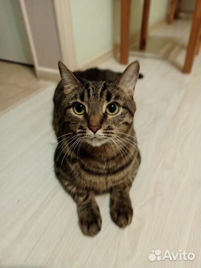Отдам кота в добрые руки