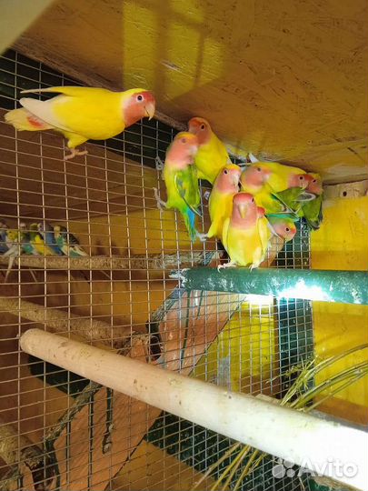 Волнистый попугай