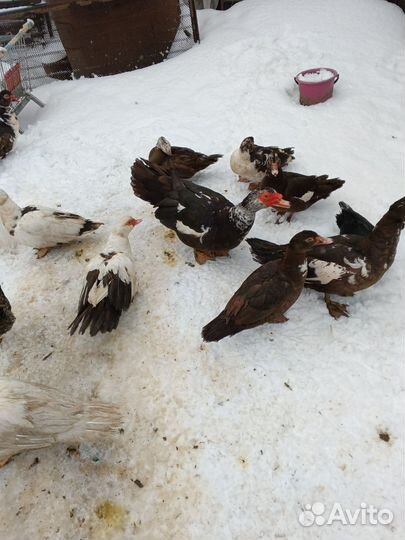 Мускусные утки тяжелые линии, петухи