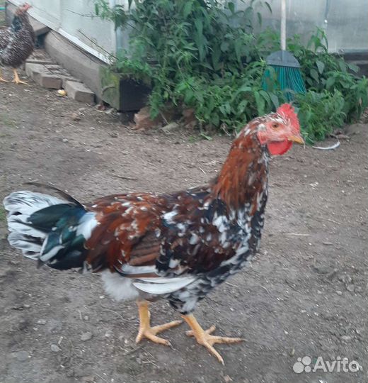 Молодые петушки