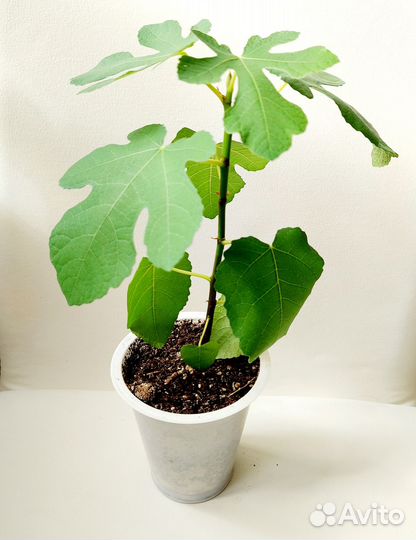 Инжир синий