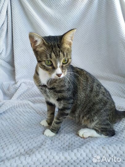 Добби ждёт хозяина