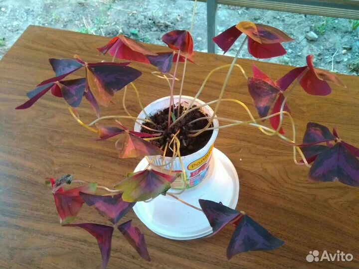 Комнатные цветы кислица