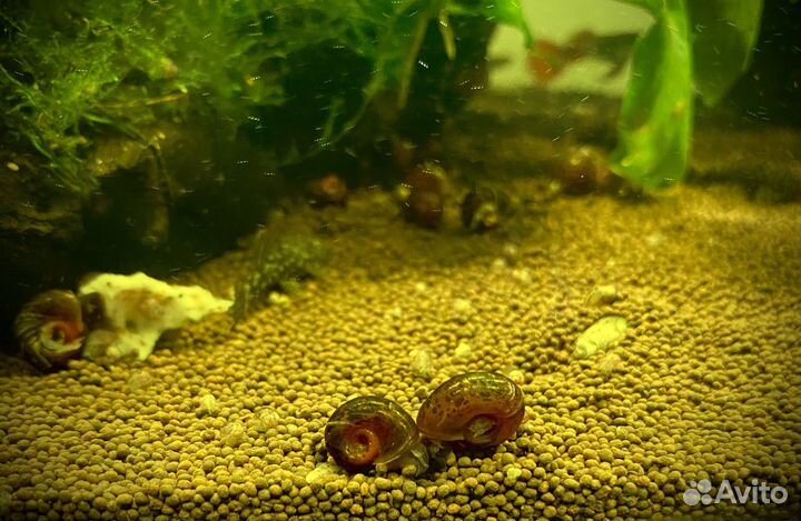 Аквариумные улитки Ампулярии, Катушка пятнистая