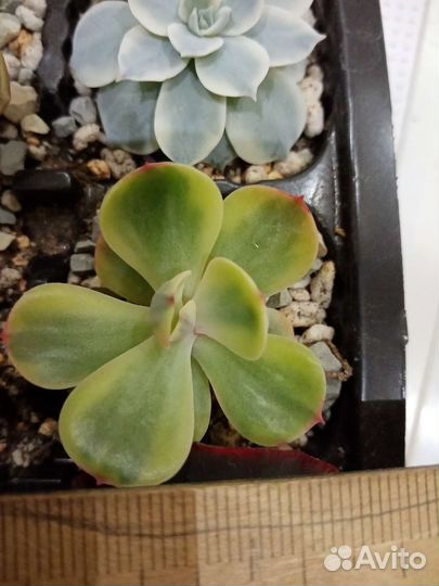 Суккуленты