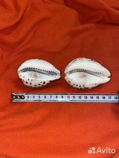 Морская раковина ципрея тигрис