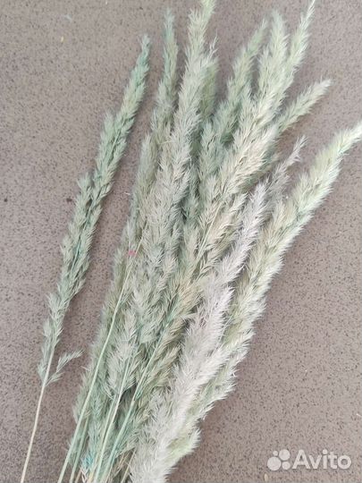 Сухоцвет вейник