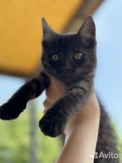 Котята бесплатно