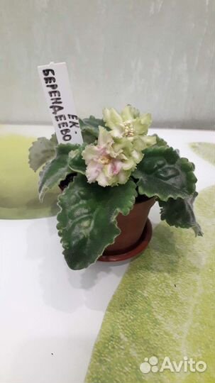 Комнатные цветы и растения