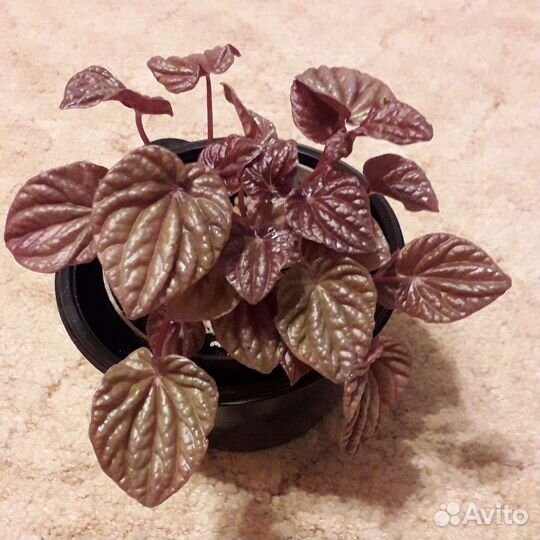 Пеперомии 4 вида