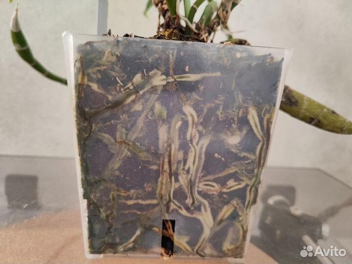 Орхидея Хизис Chysis Sedenii