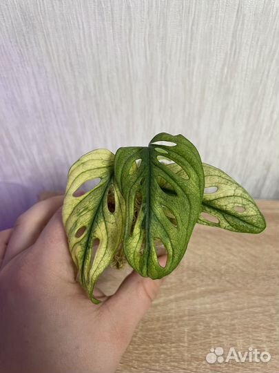 Монстера Адамсона Архипилаго