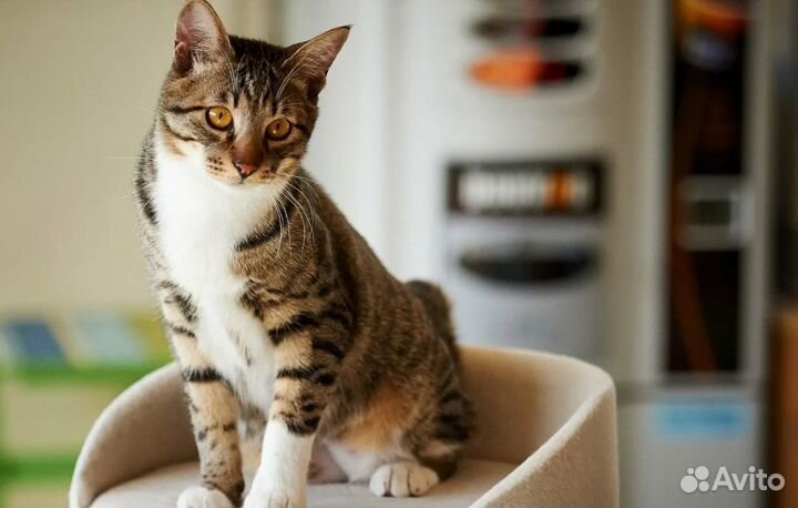 Передержка кошек
