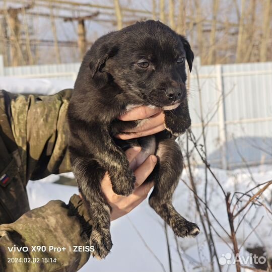 Собака щенок девочка Чернышка