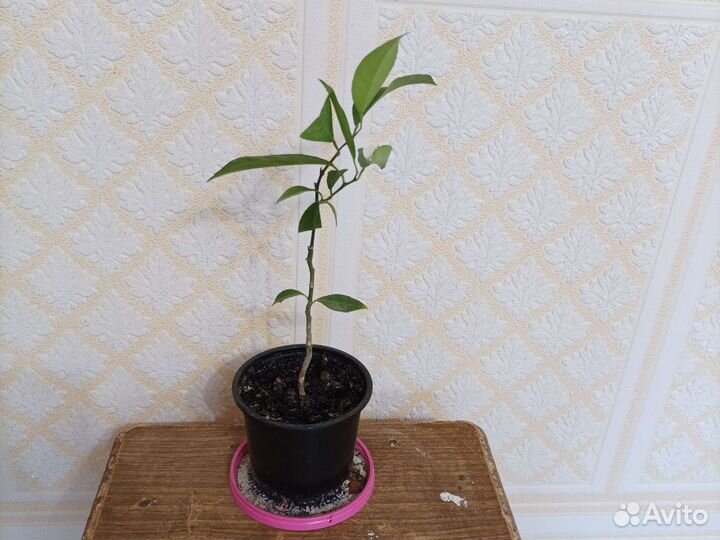 Плодоносящий лимон Лиметта Россо привитый