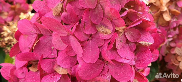 Гортензия метельчатая Бонфайр