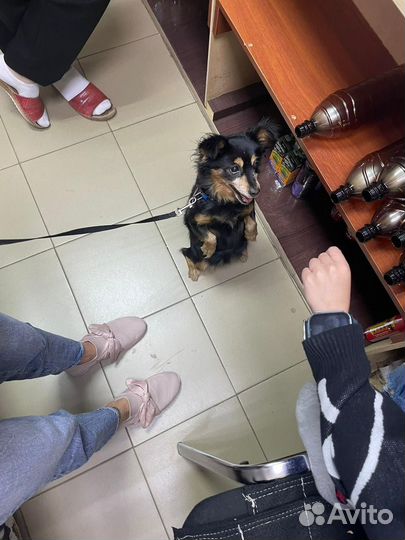 Метис шелти