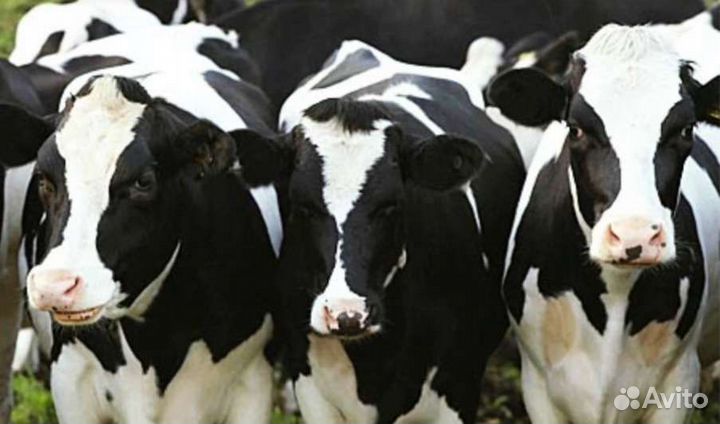 Бычки на откорм