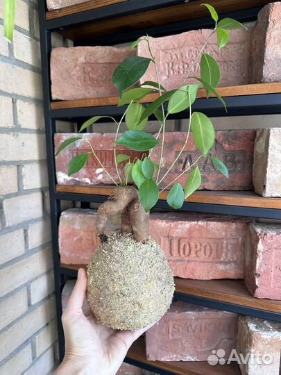 Мастер класс