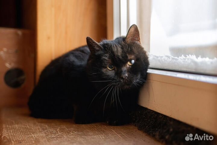 Котик Том в добрые руки