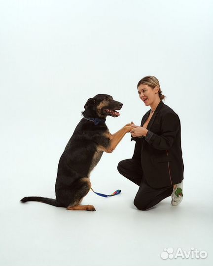 Отдам бесплатно собаку